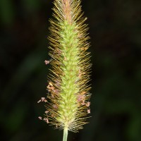 Setaria parviflora (Poir.) Kerguélen